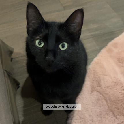 Foto 1/1 Kat teruggevonden Vermist in Asse