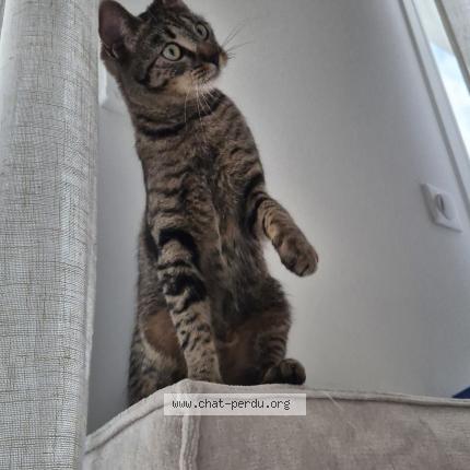 Photo 1/1 Lucha Chat lost in Saint maur des fosses