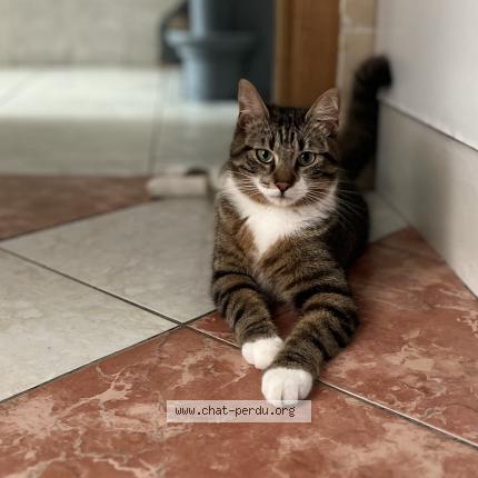 Foto 1/1 Kat teruggevonden Vermist in Bruxelles
