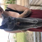 Picture of cat found at Le Pallet