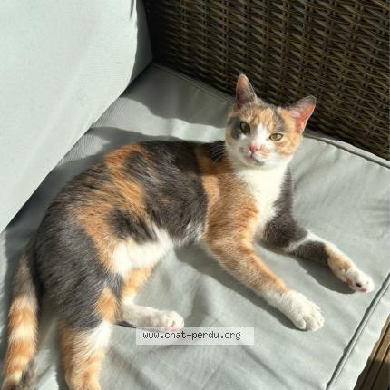 Photo 1/1 Cat reunited Lost in Nantes