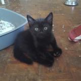 Picture of cat found at Coeur De Pile