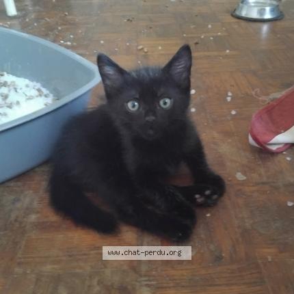 Photo 1/1 Found cat Found in Coeur de pile