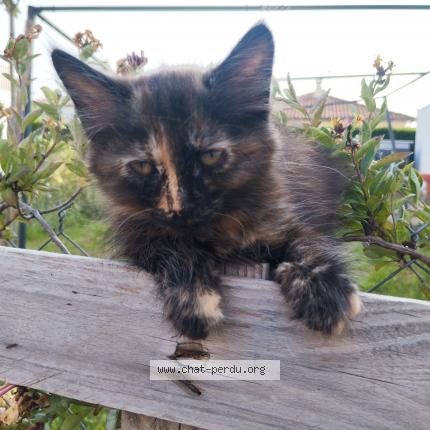 Photo 1/1 Brookie Chat lost in St jory