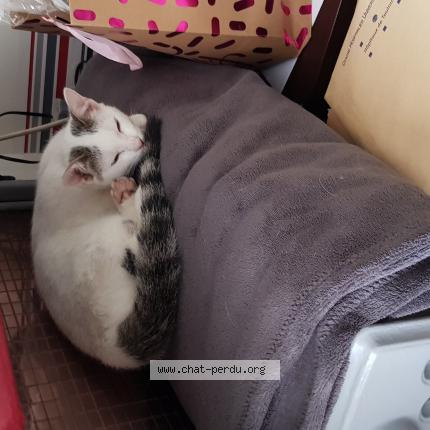 Photo 1/1 Pilou Chat lost in Toulouse