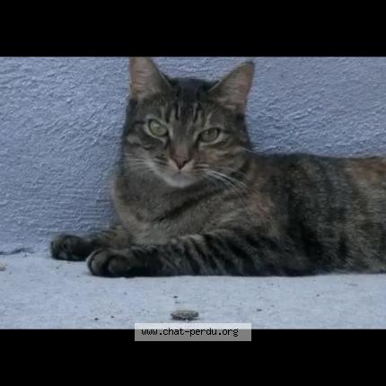 Photo 2/2 HÉRA Chat lost in Volvic