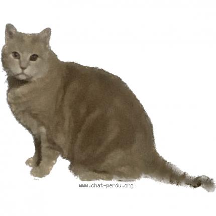 Photo 1/1 Achille Chat lost in Bagnolet