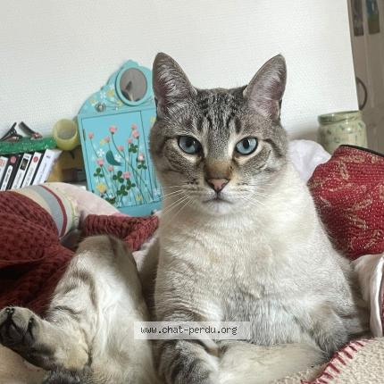 Photo 1/1 Patch Chat lost in Nanterre