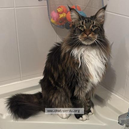 Photo 1/1 Skar Chat lost in Andrezieux boutheon