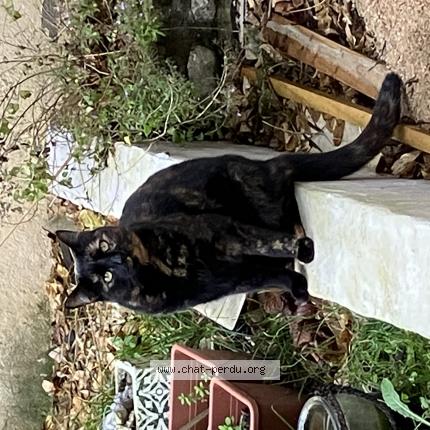 Photo 1/1 Pipite Chat lost in Smarves