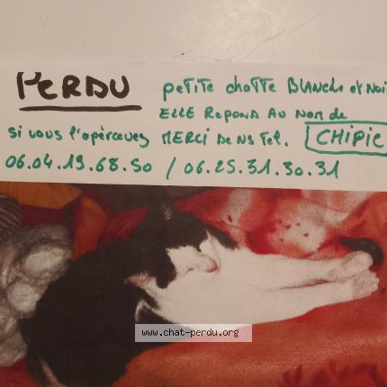 Photo 1/1 Christelle Godart Chat lost in Boqueho