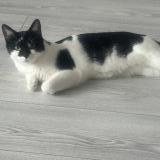 Picture of cat lost at Levallois
