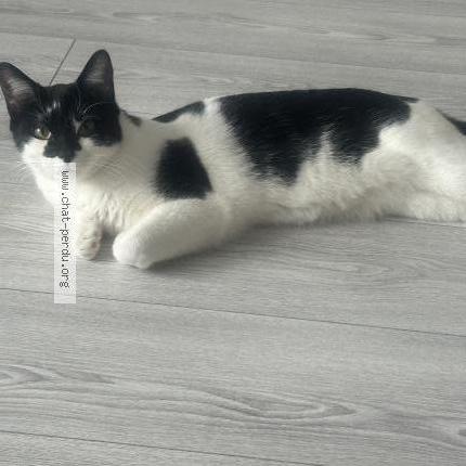 Photo 2/2 Minouche Chat lost in Levallois