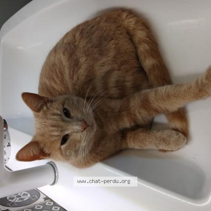 Photo 1/1 Moka Chat lost in Dammartin les templiers