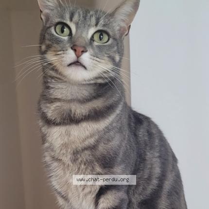 Photo 1/1 Booh Chat lost in Pouzioux la jarrie