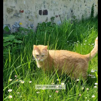 Photo 1/1 Cannelle Chat lost in Ceton