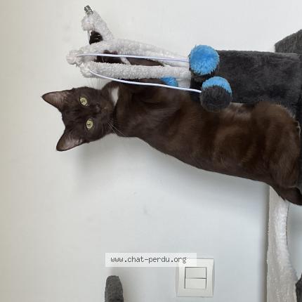 Photo 1/1 Purdey Chat lost in Limoges