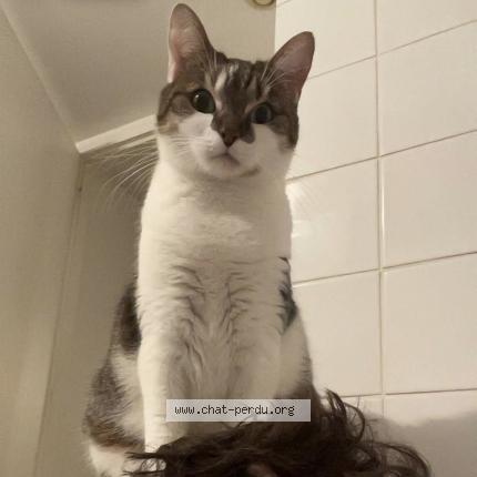 Photo 1/1 Milow Chat lost in Bordeaux