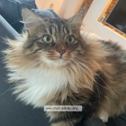 Photo 1/1 Tagliatelle Chat lost in Crasville