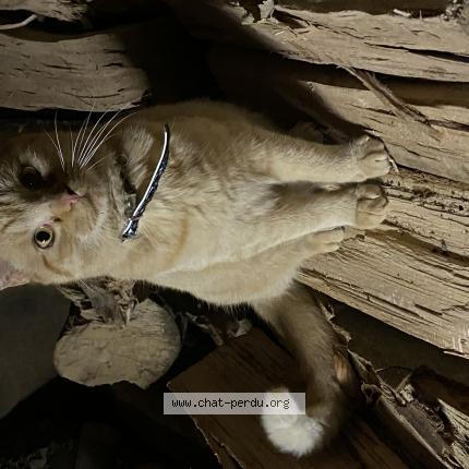 Photo 1/1 Georges Chat lost in Jurancon