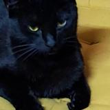 Picture of cat found at Saint Bonnet La Riviere