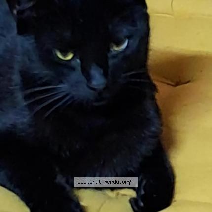 Photo 1/1 Found cat Found in Saint bonnet la riviere