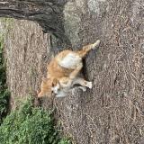 Picture of cat found at Lille