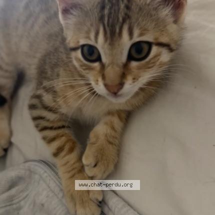 Photo 1/1 kira Chat lost in Lardenne