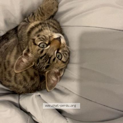 Photo 1/1 Tiguer Chat lost in Viry