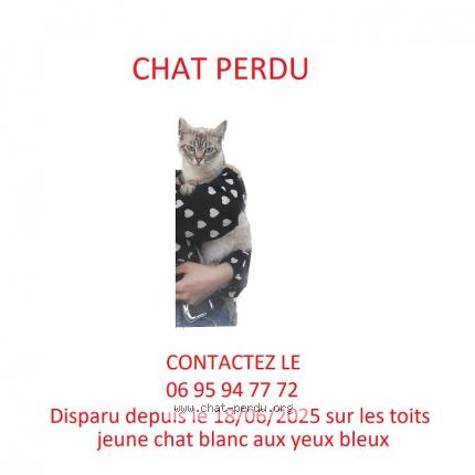 Photo 1/1 Marwa Chat lost in Toulouse