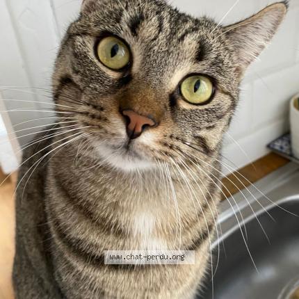 Photo 1/1 Romy Chat lost in Colonzelle