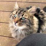 Picture of cat lost at Plouarzel