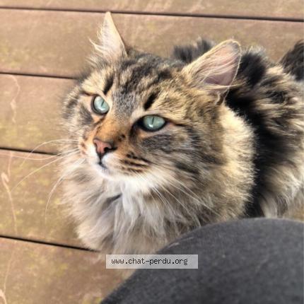 Photo 1/1 Salem Chat lost in Plouarzel