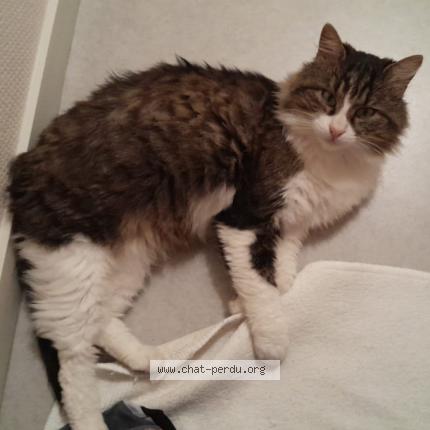 Photo 1/1 Vany Chat lost in Dijon