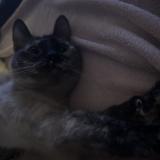 Picture of cat found at Rennes