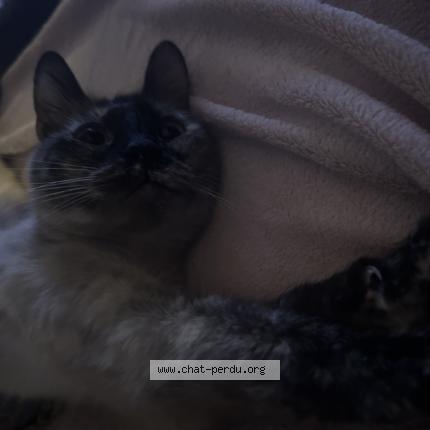 Photo 1/1 Found cat Found in Rennes