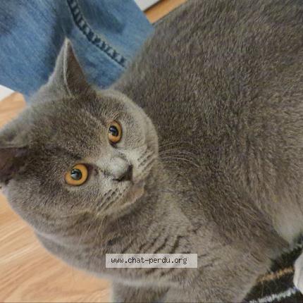 Photo 1/1 Liza Chat lost in Maule