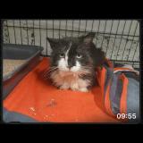 Picture of cat lost at Villefranche Sur Saone