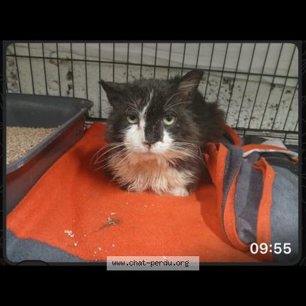 Photo 1/1 Lapin Chat lost in Villefranche sur saone