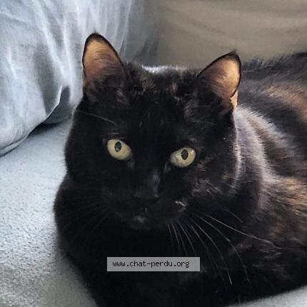 Photo 1/1 Hazel Chat lost in Lucenay