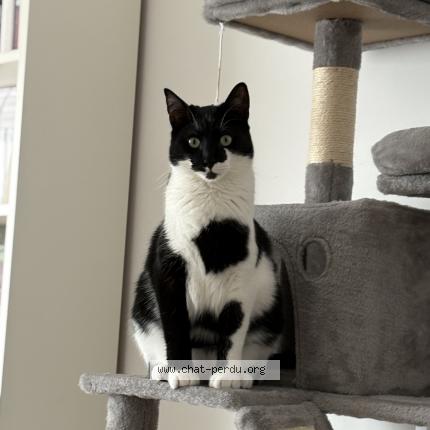 Photo 1/1 Mumu Chat lost in Gignac