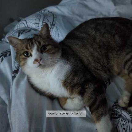 Photo 1/1 Bambou Chat lost in Tadler