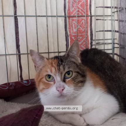 Photo 1/1 Venise Chat lost in Tethieu