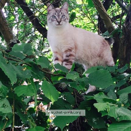 Photo 1/1 Pepere Chat lost in St amand les eaux