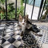 Picture of cat lost at Noisy Le Sec