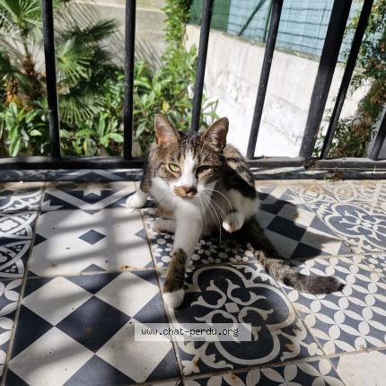 Photo 1/3 Hortense Chat lost in Noisy le sec