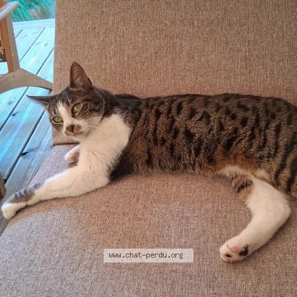 Photo 2/3 Hortense Chat lost in Noisy le sec