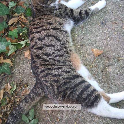 Photo 3/3 Hortense Chat lost in Noisy le sec