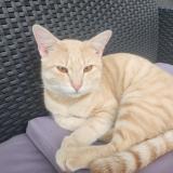 Picture of cat found at Villeneuve D Ascq