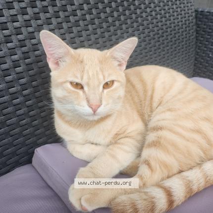 Photo 1/1 Found cat Found in Villeneuve d ascq